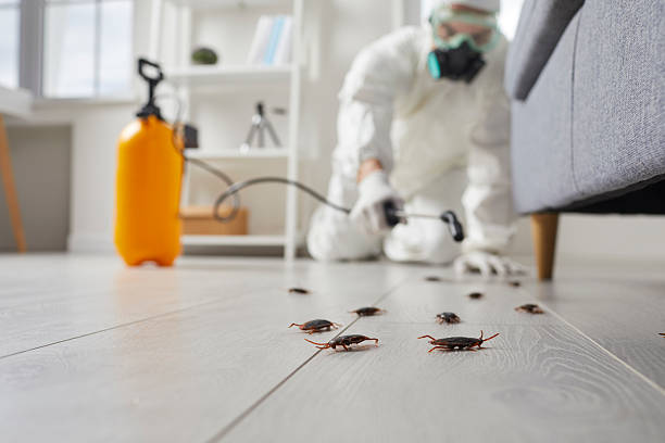 Commercial Rodent Management in Discovery Harbour